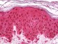 GAPDH Antibody (clone B903M)